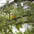 ETCC_2013_31